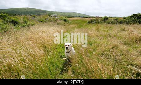 Gelber labrador Retriever sitzt auf einem grasbewachsenen, kornischen Feld - John Gollop Stockfoto