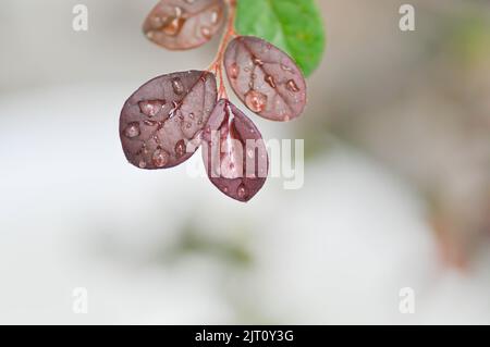 Chinesische Fringe Flower oder Loropetalum chinense und Tau Tropfen oder regen Tropfen oder rubrum Yieh oder Hamamelidaceae oder chinesischen Hexenhaze Stockfoto