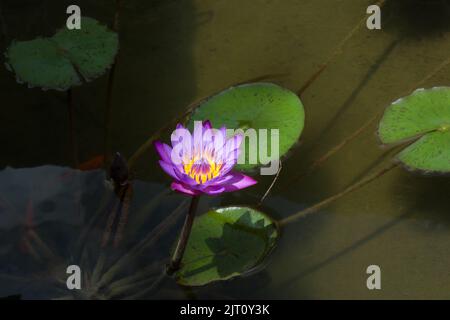 Isolierte blaue Seerose im Feuchtgebiet, nymphaea nouchali, schöne aquatische und ornamentale blühende Pflanze, staatliche Blume von sri lanka Stockfoto