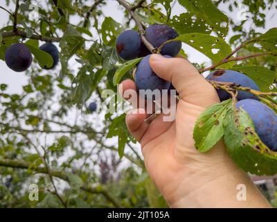 Reife blaue Pflaumen werden von Hand gepflückt Stockfoto