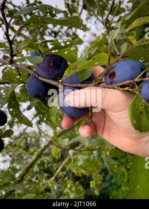 Reife blaue Pflaumen werden von Hand gepflückt Stockfoto