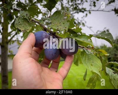 Reife blaue Pflaumen werden von Hand gepflückt Stockfoto
