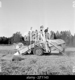 Landwirtschaft im Jahr 1950s. Die Ernte läuft und ein Mähdrescher wird verwendet. Hamra Farm Schweden 1955 Stockfoto
