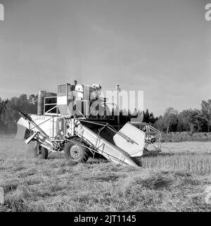 Landwirtschaft im Jahr 1950s. Die Ernte läuft und ein Mähdrescher wird verwendet. Hamra Farm Schweden 1955 Stockfoto