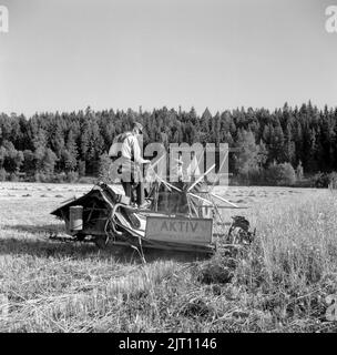 Landwirtschaft im Jahr 1950s. Die Ernte ist im Gange und ein Reaper-Bindemittel oder Bindemittel, ein Bauernhof implementieren, dass neben dem Schneiden der Kleinkornernte, die Bindemittel bindet die Stämme in Bündeln oder Garben, später übereinander gestapelt, um das Getreide trocknen zu lassen. Hamra Farm Schweden 1955 Stockfoto