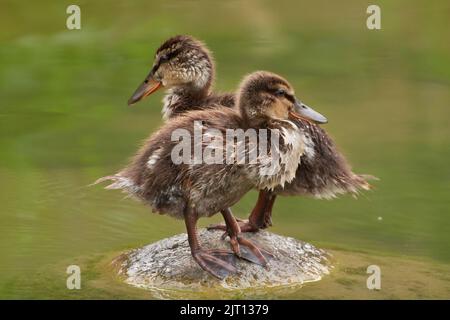 Zwei Mallard-Enten (Anas platyrhynchos) stehen auf einer kleinen Insel in einem See mit grünem Wasser Stockfoto