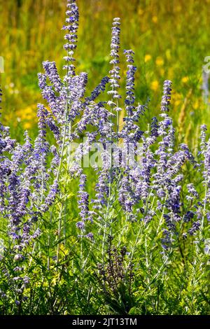 Blühend, Russischer Salbei, Perowskia 'Little Spire', Garten, Blumen, Salbei, Blume Stockfoto