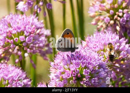 Schmetterling auf Blume Allium senescens, lockiger Schnittlauch, BergKnoblauch, Zierzwiebeln, Schmetterling Fütterung auf einer rosa Blüte Seitenansicht Flügel Schnittlauch Garten Stockfoto