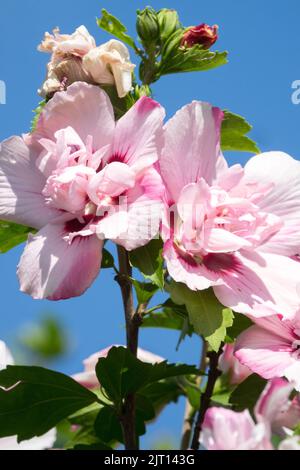 Schöne Hibiscus 'Lady Stanley', rosa Rosen von Sharon Blumen, Hardy Hibiscus syriacus Blume Stockfoto