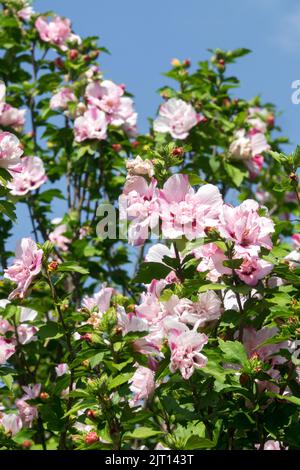 Strauchwerk, Hibiskus, Blüte, Pflanze, Althea, Rosa, Sharon-Rosen, blühender Strauch, Hardy Hibiscus Stockfoto