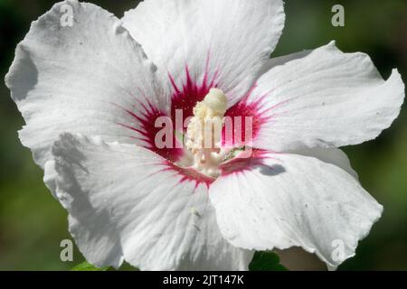 Nahaufnahme Blume, Hibiskus „Rotes Herz“, Hibiskus, Weiß, Blüte, Details Stockfoto