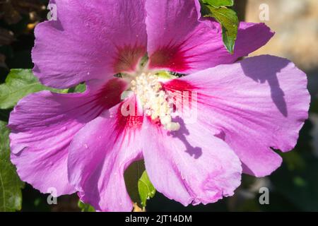 Rosa Blume, Hibiscus syriacus 'Souvenir de Charles Breton' Stockfoto