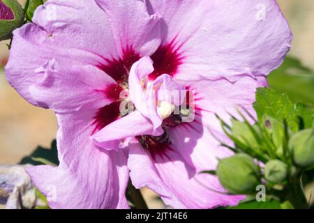 Hibiscus 'Violet Clair Double' Blume Hardy Hibiscus, Pink, Hibiscus, Rosen von Sharon, Flower Blush, Farbe, Mitte, Blüte Stockfoto