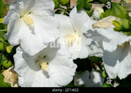 Weiße Hibiscus syriacus Blüten in Strauchform, Hibiscus William R Smith, Blume, Hardy Hibiscus in voller Blüte Stockfoto