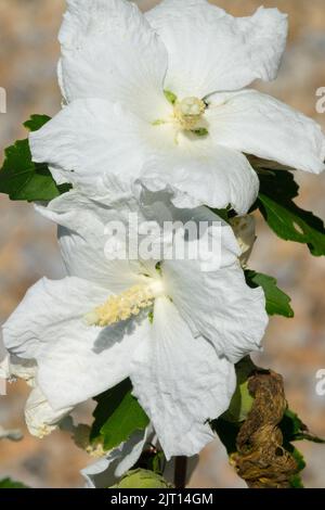 Hibiscus syriacus weiße Blume Hibiscus syriacus 'William R Smith' schöne Pflanze Stockfoto