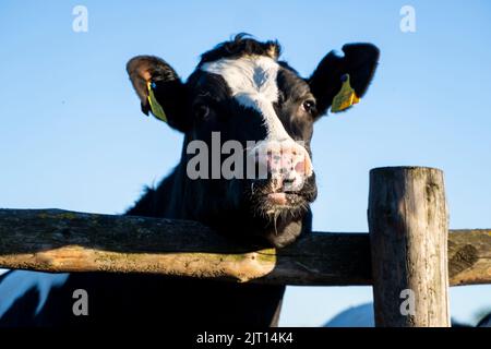 Schöne Nahaufnahme einer jungen schwarz-weißen Kuh auf einem Bauernhof, die in einer Kamera hinter der Sommerweide schaut. Stockfoto