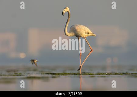 Nahaufnahme eines jungen, größeren Flamingos, der im Morgengrauen seitwärts auf dem Feuchtgebiet läuft, Bahrain Stockfoto