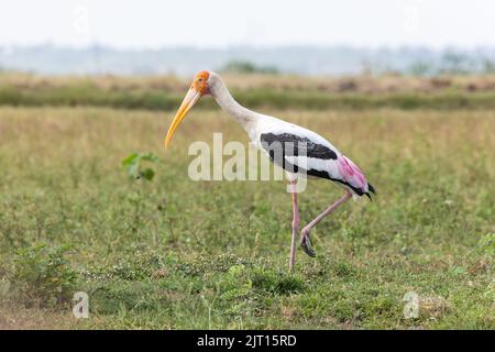 Gemalter Storch im Grasland, Bhigwan, Indien Stockfoto