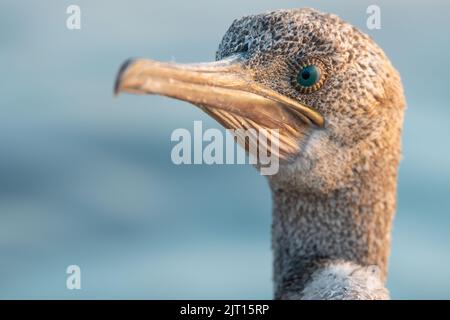 Nahaufnahme des juvenilen Kormorans, Busaiteen, Bahrain Stockfoto