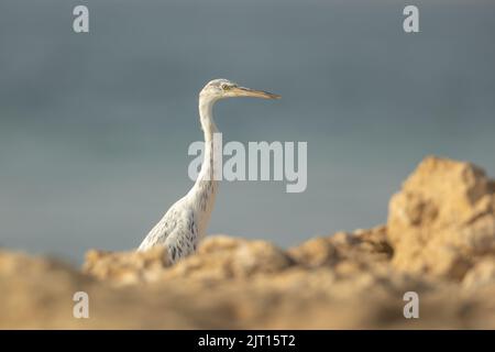 Weiß morphierter Reiher an der felsigen Küste von Busaiteen, Bahrain Stockfoto