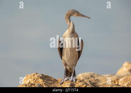 Auf den Felsen thronender, junger Kormoran, Busaiteen, Bahrain Stockfoto