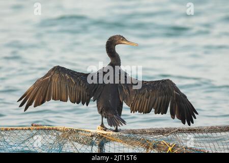 Kormoran trocknet seine Flügel auf einem Fischernetz, Bahrain Stockfoto