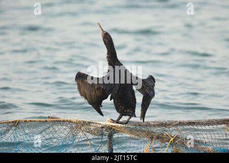 Kormoran schüttelt Wasser auf einem Fischernetz, Busaiteen, Bahrain Stockfoto