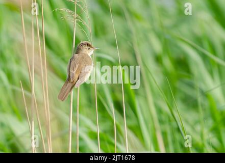 Schilfrohrsänger (Acrocephalus scirpaceus) , der sich an der Spitze eines Schilfstiels befindet und im Frühling zeigt und singt Stockfoto