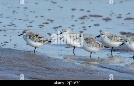 Gruppe von Sanderlings (Calidris alba) am Strand von Anderby Creek, Lincolnshire, Großbritannien, am Ufer der Gezeitenlinie Stockfoto
