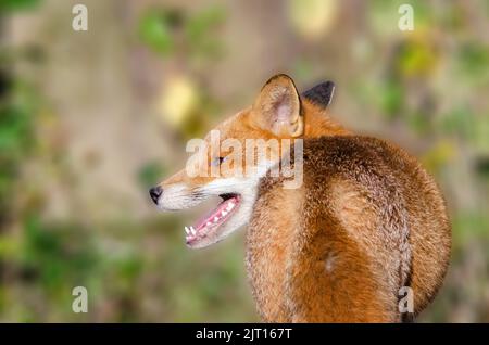 Red Fox (Vulpes Vulpes) von hinten, Nahaufnahme, Kopf nach links. Auf Buschland in der Nähe eines städtischen Gebiets, Nottingham, Vereinigtes Königreich Stockfoto