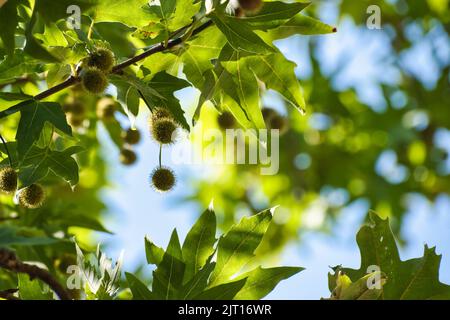 Kastanienigel in den Ästen eines Baumes Stockfoto