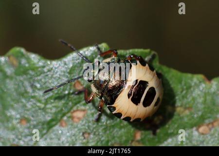 Bronze Shieldbug - Troilus luridus Nymphe Stockfoto