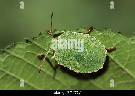 Hawthorn Shieldbug Acanthosoma haemorrhoidale Nymphe im mittleren (fünften) Stadium Stockfoto