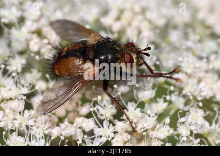 Tachina fera auf der umbelliferen Blume reibt die Beine zusammen, um sie zu reinigen Stockfoto