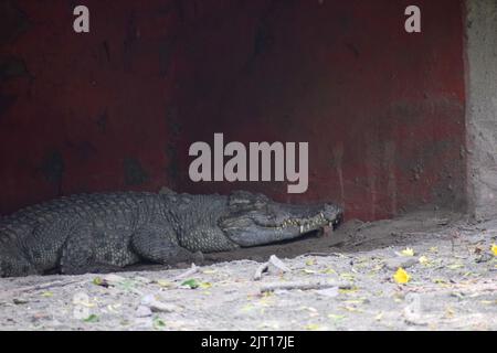 Krokodil ruht in den Schatten in einem Käfig Stockfoto