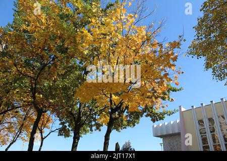 Gelbe Herbstbäume vor einem strahlend blauen Himmel. Herbstlandschaften. Gelbes Laub. Bäume in der Stadt. Stockfoto