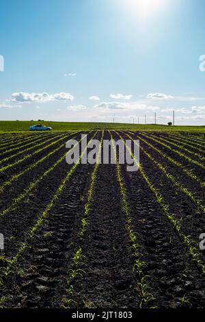 Junge grüne Maisplantage. Das Konzept der Landwirtschaft. Stockfoto