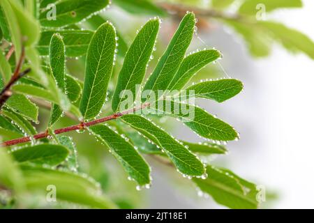 Sitka Mountain Ash, Sorbus sitchensis, lässt Morgentau auf dem Evergreen Mountain, Cascade Range, Mt. Baker-Snoqualmie National Forest, Washington S. Stockfoto