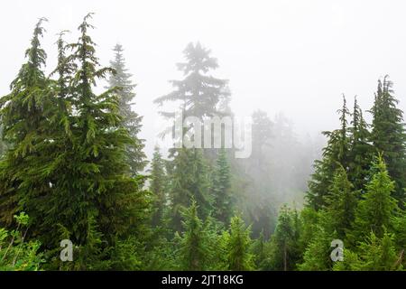 Wald um Evergreen Mountain Aussichtspunkt an einem nebligen Morgen, Mt. Baker–Snoqualmie National Forest, Staat Washington, USA Stockfoto