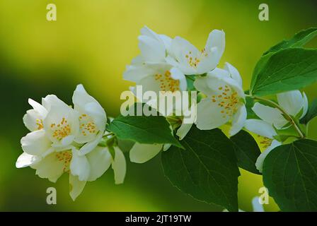 Eine Nahaufnahme von Philadelphus coronarius, süßes orangefarbenes Mock, englisches Dogwood. Stockfoto