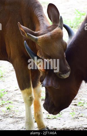 Der Inder Gaur steht mit seinem Kind Stockfoto