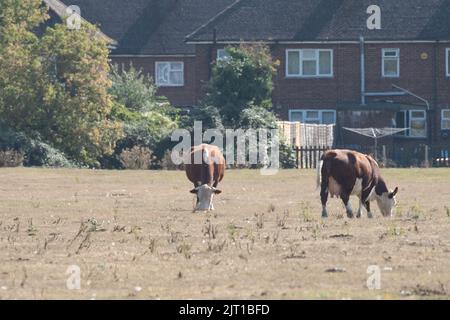 Dorney, Buckinghamshire, Großbritannien. Rinder weiden auf nicht vorhandenem Gras auf Dorney Common, das nach der Hitzewelle und Wochen mit nur sehr wenig Regen trockener bleibt. Eine officiale Dürre bleibt bestehen, zusammen mit einem Schlauchleitungsverbot über das Thames Valley. Quelle: Maureen McLean/Alamy Live News Stockfoto