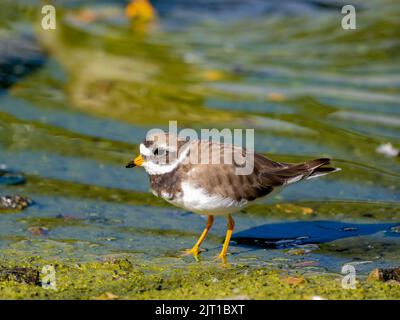 Kleiner Ringelpfrover in natürlicher Umgebung (Charadrius dubius) Stockfoto