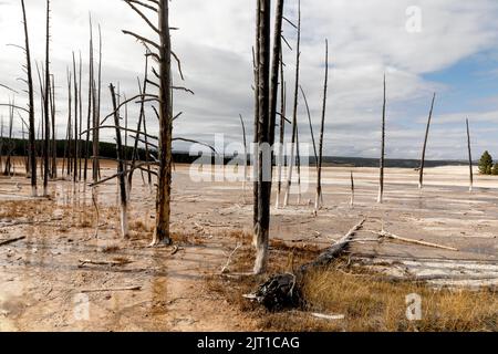 WY04988-00..... WYOMING - Tote Bäume in Fountain Paint Pots, Yellowstone National Park. Bäume, die durch die Auslaugung von Mineralien getötet wurden. Stockfoto