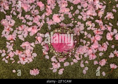 Neugeborene Hintergrund-/Hintergrundvögel nisten mit rosa Flusen auf einem Bett aus echten Kirschblüten und grünem Gras/Teppich Stockfoto