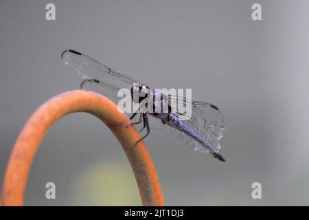 Die schräge Skimmer-Libelle thront im Garten Stockfoto