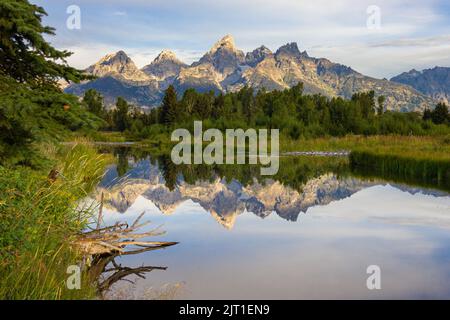 Das glasige Wasser eines Biberteiches spiegelt verspielte Morgenwolken wider, die die Teton-Reihe in Licht und Schatten bemalen Stockfoto