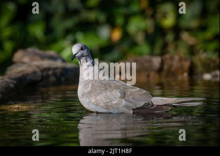 Halsbandtaube im Wasserbad mit Spiegelung gegenüber der Kamera Stockfoto