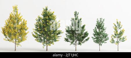 3D Abbildung des gesetzten Ginkgo biloba Baumes isoliert auf weißem Hintergrund Stockfoto