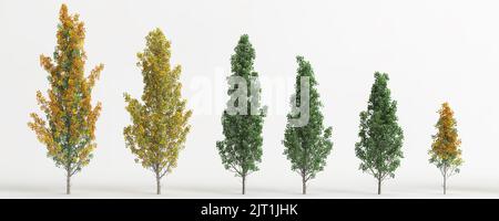 3D Illustration des Satzes liriodendron tulipifera fastigiatum Baum isoliert auf weißem Hintergrund Stockfoto